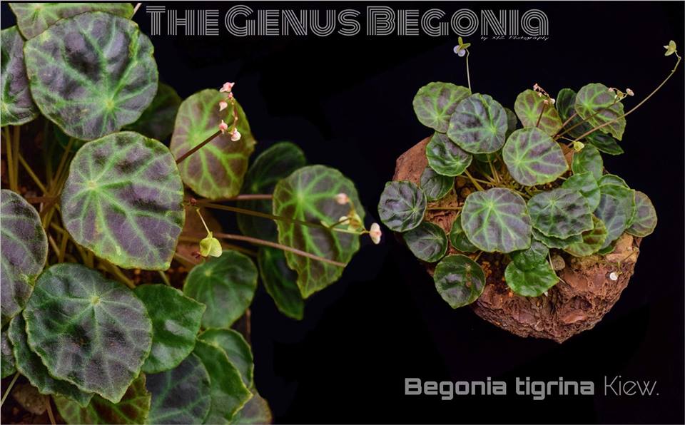 B. tigrina